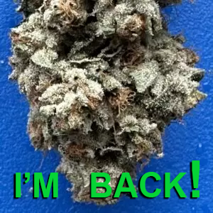 Oaksterdam OG!  ***IS BACK!!!***