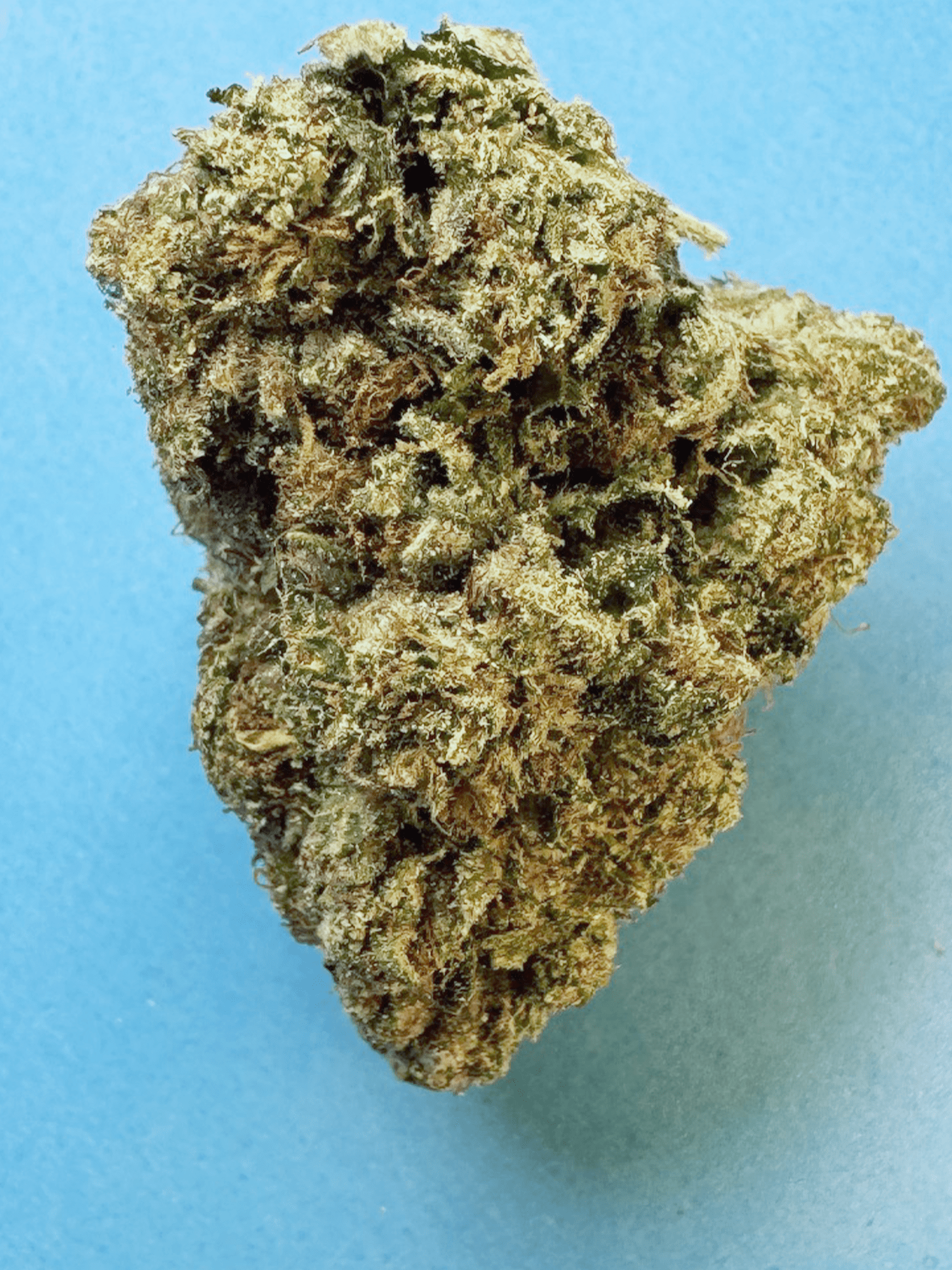 Godfather OG. - Indica