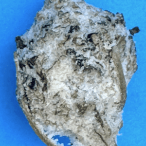 Tropicana Cherry  (Dusted with diamond powder, dense nuggs)