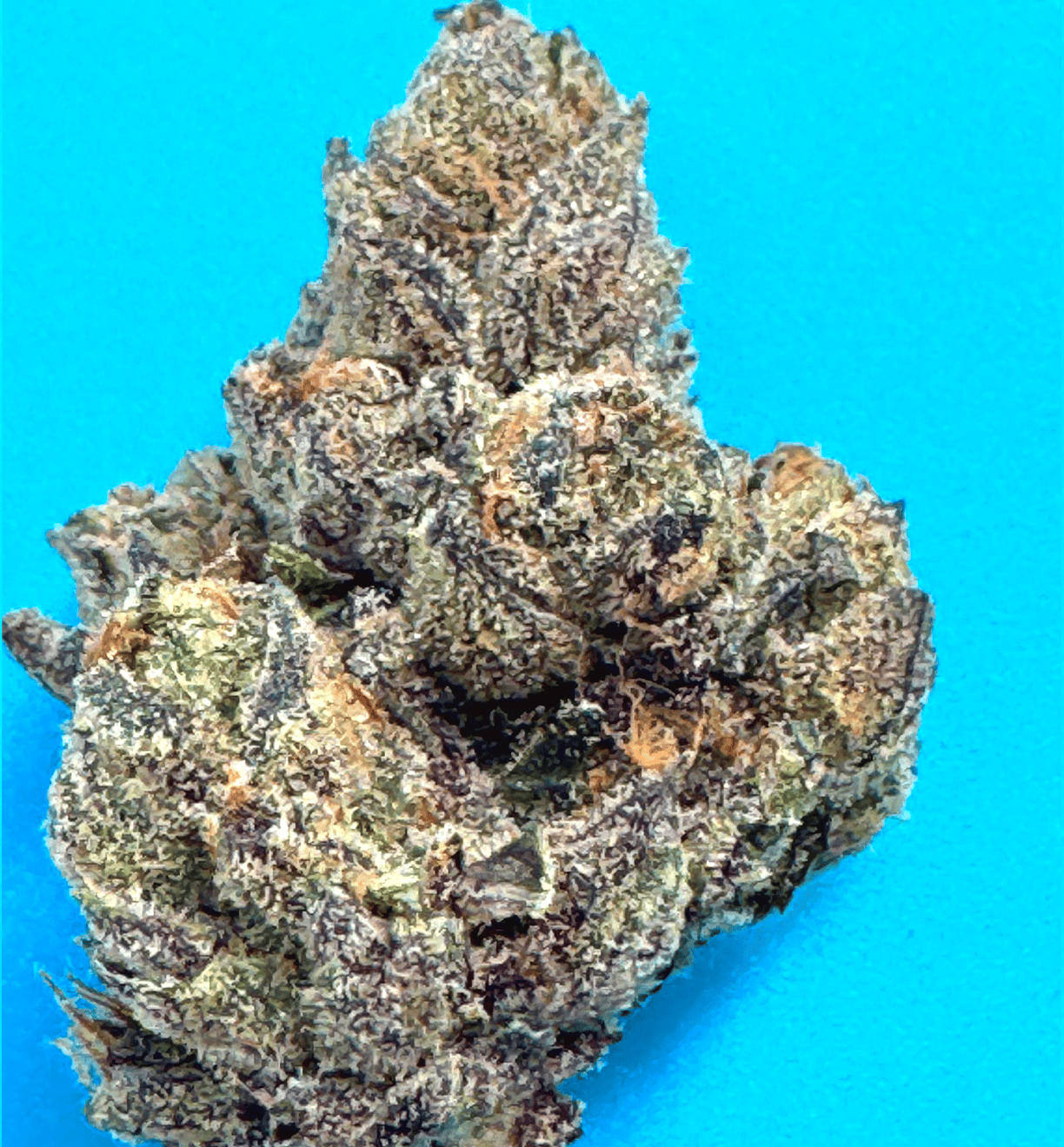 Blue Caviar - Hybrid