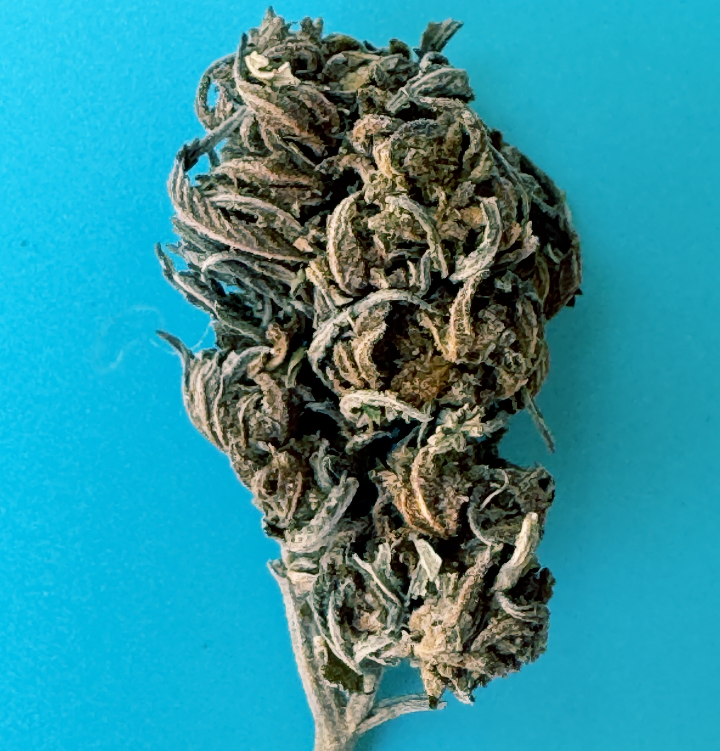 Elevate OG - 5g Special - Indica