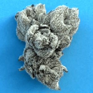 Versaci    Indica